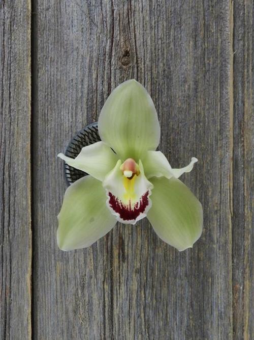 12-GREEN CYMBIDIUM